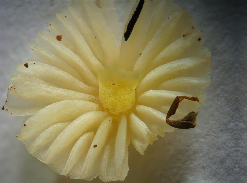 Mycena acicula